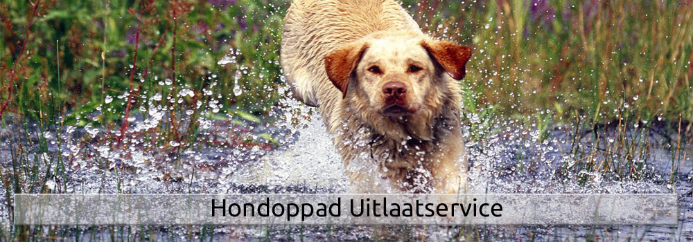 hondoppad honden uitlaat delft