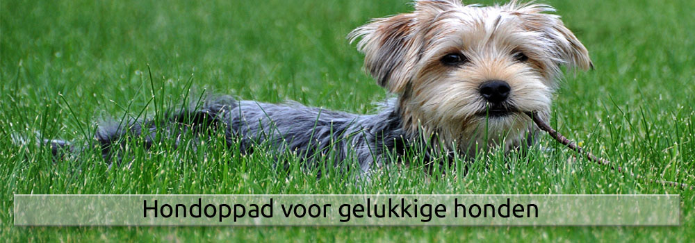 hondoppad voor gelukkige honden