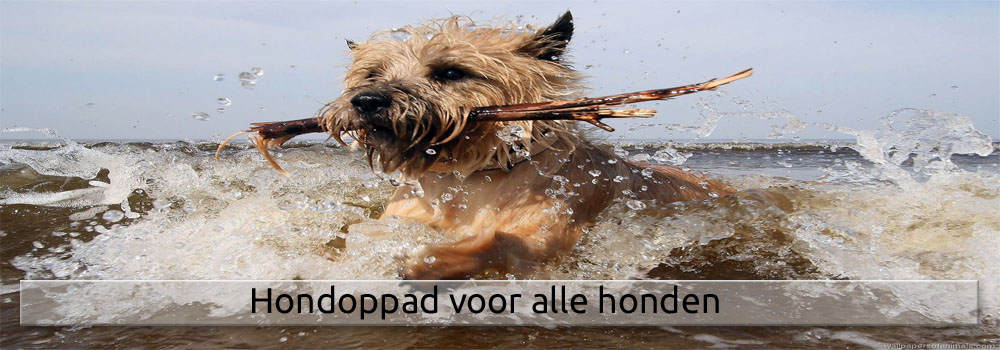 uitlaat service voor honden