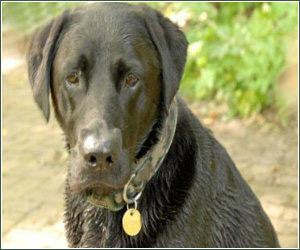 black labrador tosha