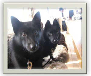 dorus en kubus uitlaathonden